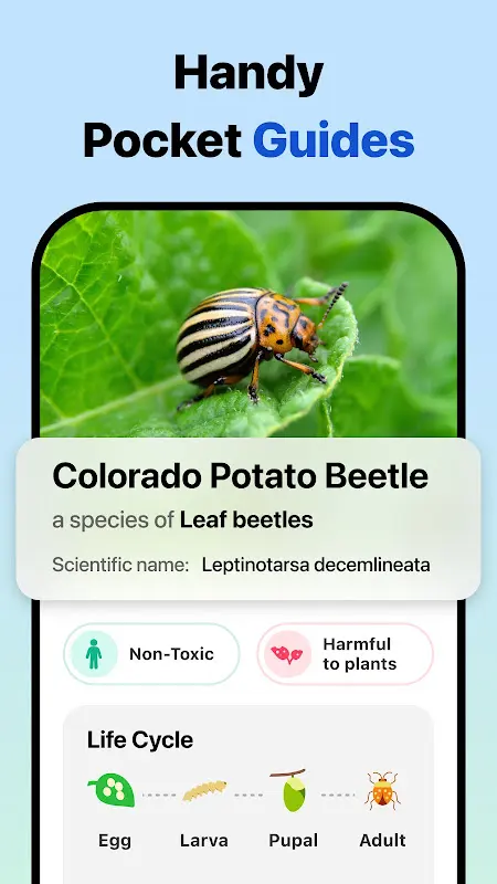 Picture Insect: Bug Identifier app screenshot 5